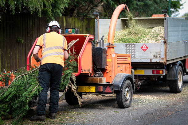 Tree Root Removal